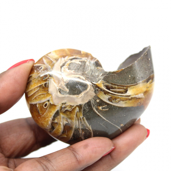 Ammonite Polie de Madagascar - Spécimen Compact pour Collectionneur