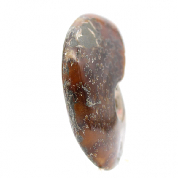 Fossile Ammonite Polie - Objet de Décoration Naturelle (70g)