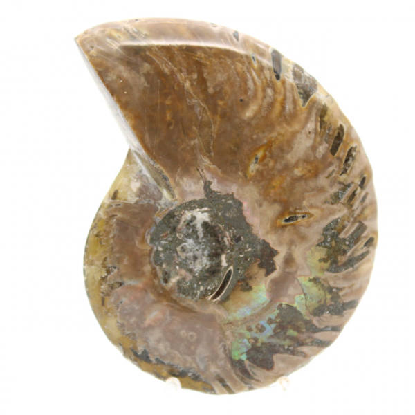 Ammonite Fossile Polie Étroite - Pierre d'Histoire de Madagascar