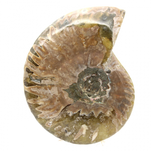 Ammonite Fossile Polie Étroite - Pierre d'Histoire de Madagascar