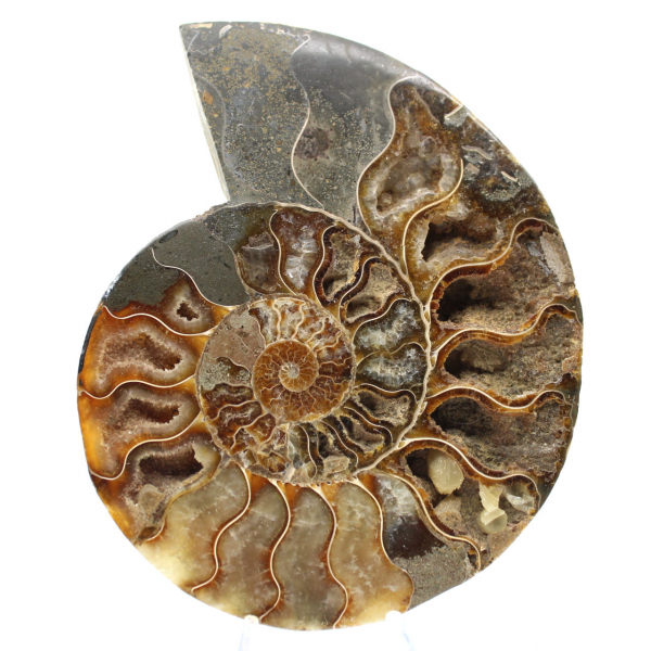 Ammonite Polie pour Ambiance Zen – Fossile de Madagascar