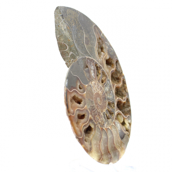 Ammonite Polie pour Ambiance Zen – Fossile de Madagascar