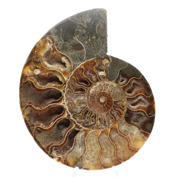 Ammonite Fossile Sciée – Esthétisme et Taux Vibratoire