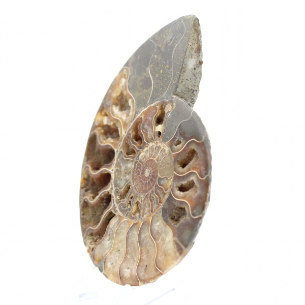 Ammonite Fossile Sciée – Esthétisme et Taux Vibratoire