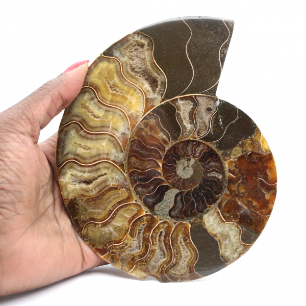 Ammonite Polie pour Lithothérapie et Collection – Madagascar