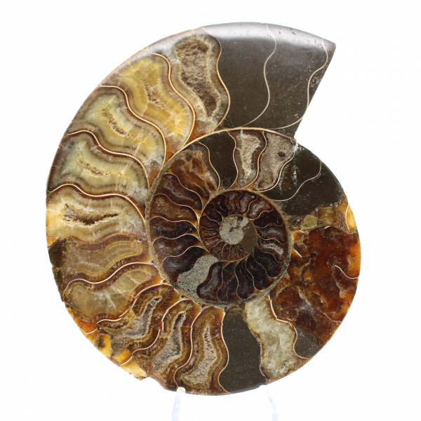 Ammonite Polie pour Lithothérapie et Collection – Madagascar