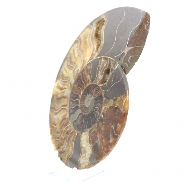 Ammonite Polie pour Lithothérapie et Collection – Madagascar