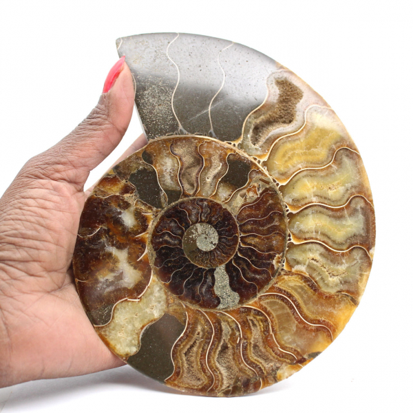 Ammonite Fossile Découpe Polie – Géologie de Madagascar