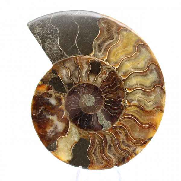 Ammonite Fossile Découpe Polie – Géologie de Madagascar