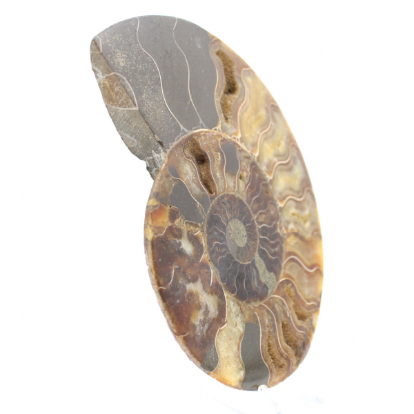 Ammonite Fossile Découpe Polie – Géologie de Madagascar