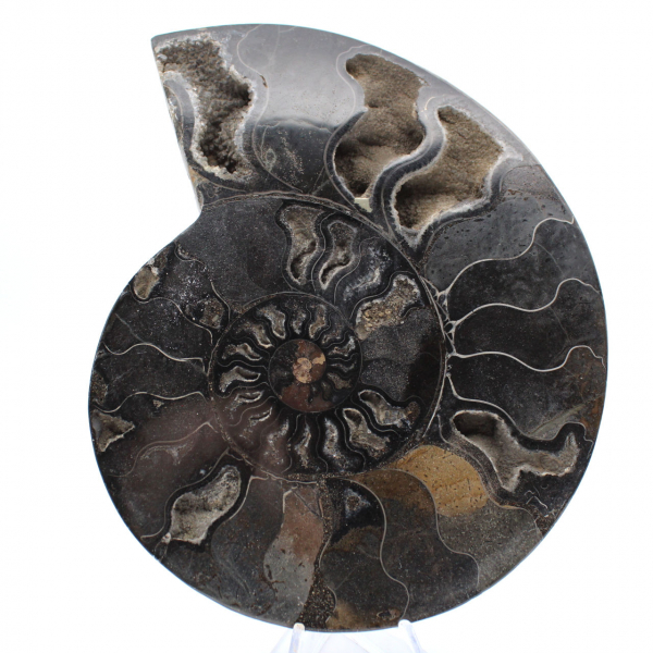Ammonite Fossile Décorative Polie – Spécimen de Madagascar