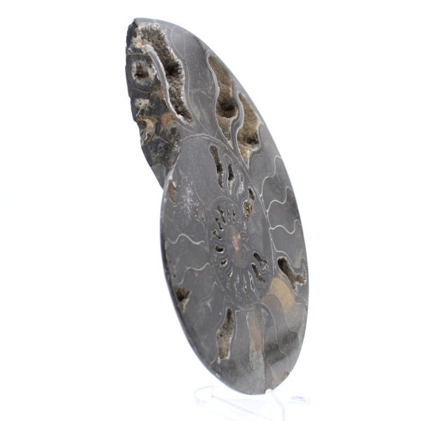 Ammonite Fossile Décorative Polie – Spécimen de Madagascar