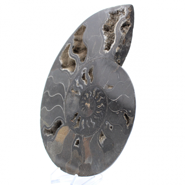 Ammonite Fossile Sciée Polie Madagascar – Pièce de Collection Unique