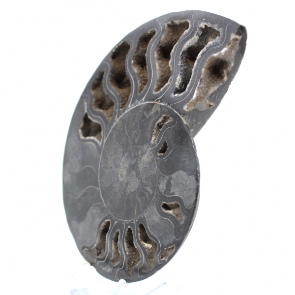 Ammonite Polie pour Collectionneurs Exigeants – Fossile Authentique