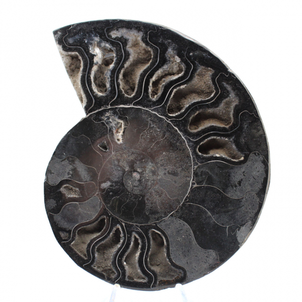 Ammonite Fossile Décoration Naturelle – Spécimen Unique