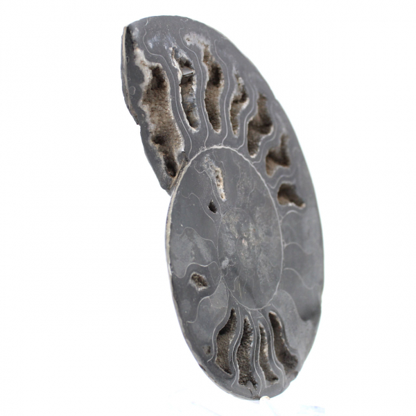 Ammonite Fossile Décoration Naturelle – Spécimen Unique