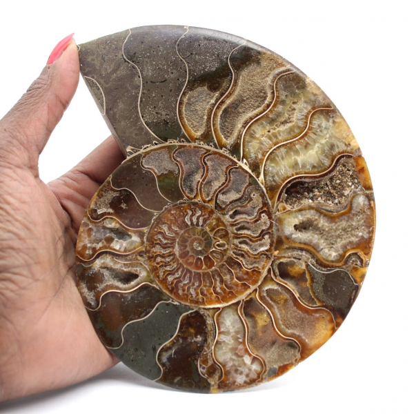 Ammonite Fossile Décoration Salon – Pièce Géologique Brute/Polie
