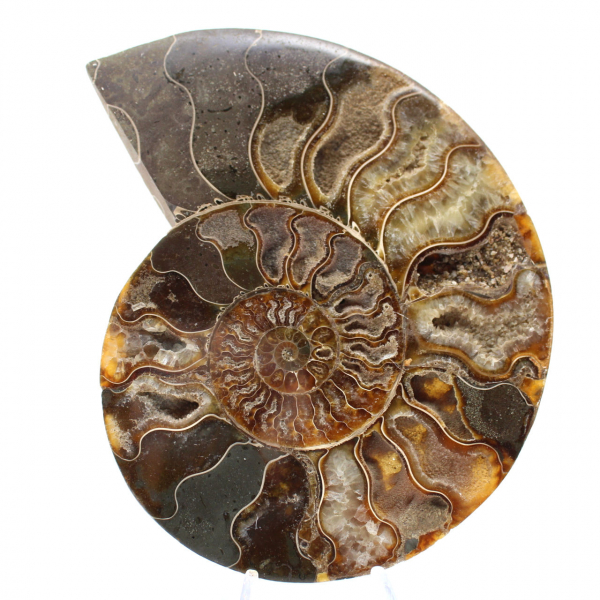 Ammonite Fossile Décoration Salon – Pièce Géologique Brute/Polie