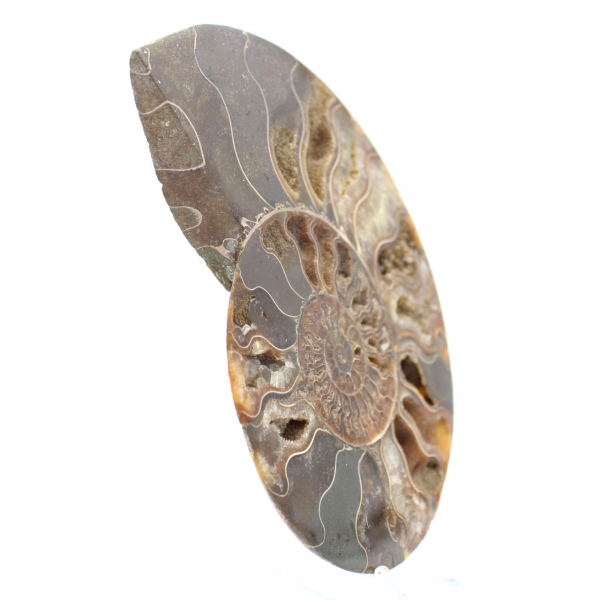 Ammonite Fossile Décoration Salon – Pièce Géologique Brute/Polie