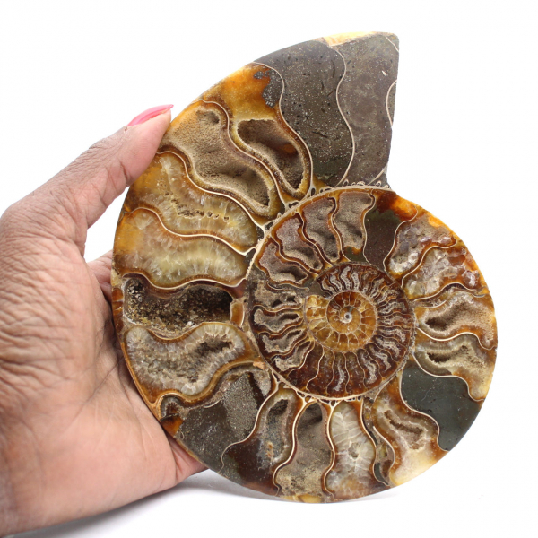 Ammonite Fossile Grande Spirale Polie – Décor Historique