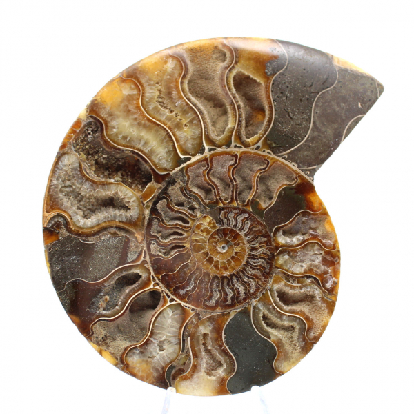 Ammonite Fossile Grande Spirale Polie – Décor Historique