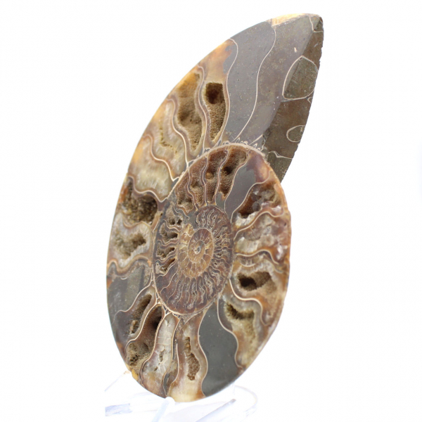 Ammonite Fossile Grande Spirale Polie – Décor Historique