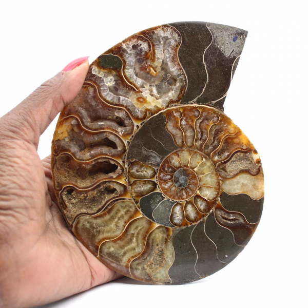 Ammonite Madagascar Sciée Polie – Belle Pièce de Vitrine