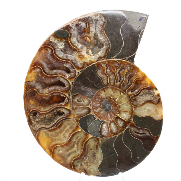 Ammonite Madagascar Sciée Polie – Belle Pièce de Vitrine