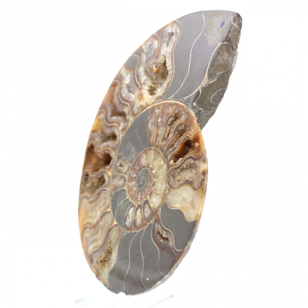 Ammonite Madagascar Sciée Polie – Belle Pièce de Vitrine