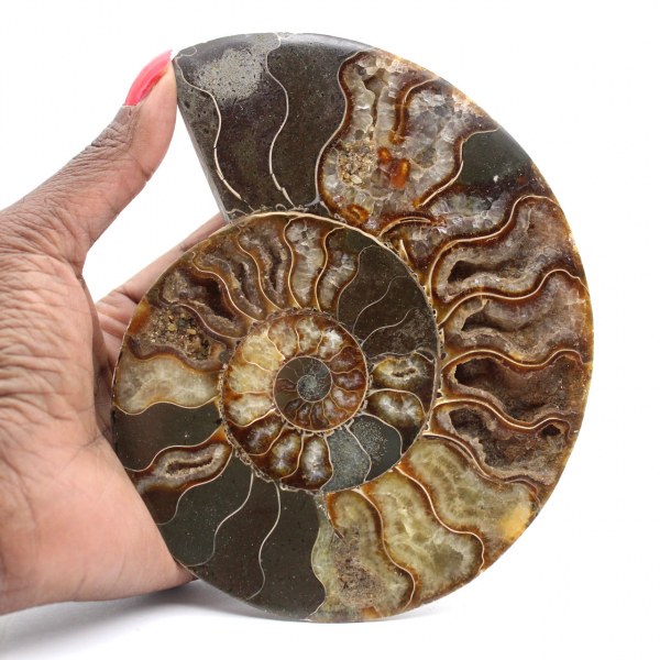 Ammonite Polie pour Meuble de Collection – Trésor de Madagascar