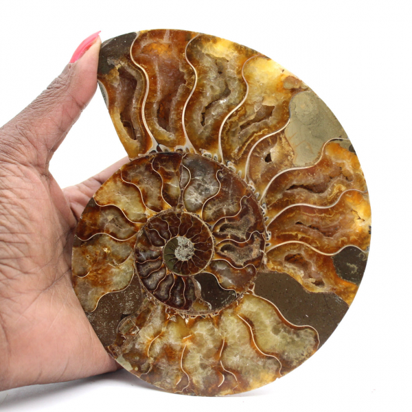 Ammonite Madagascar Polie – Pièce Maîtresse pour Intérieur