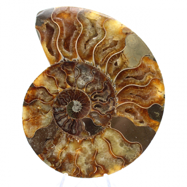 Ammonite Madagascar Polie – Pièce Maîtresse pour Intérieur