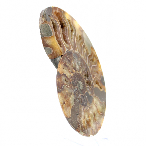 Ammonite Madagascar Polie – Pièce Maîtresse pour Intérieur