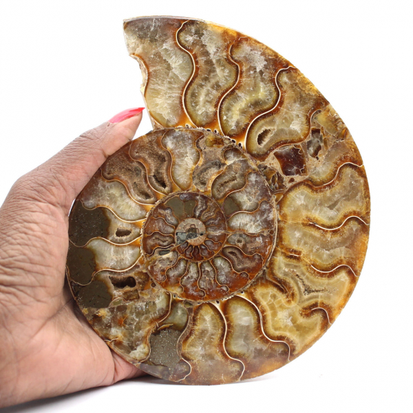 Ammonite Madagascar Ornementale Polie – Décor Authentique