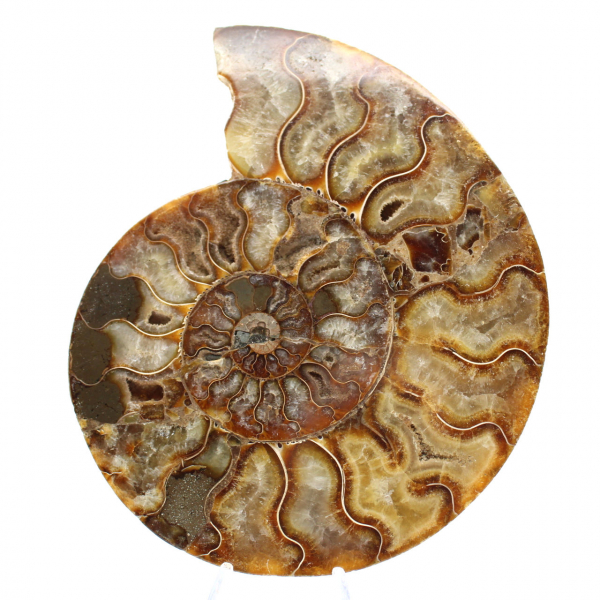 Ammonite Madagascar Ornementale Polie – Décor Authentique