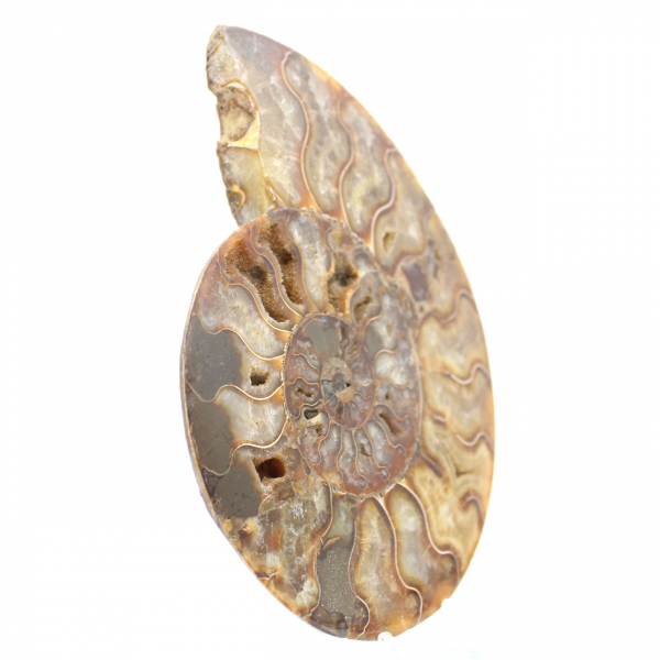 Ammonite Madagascar Ornementale Polie – Décor Authentique