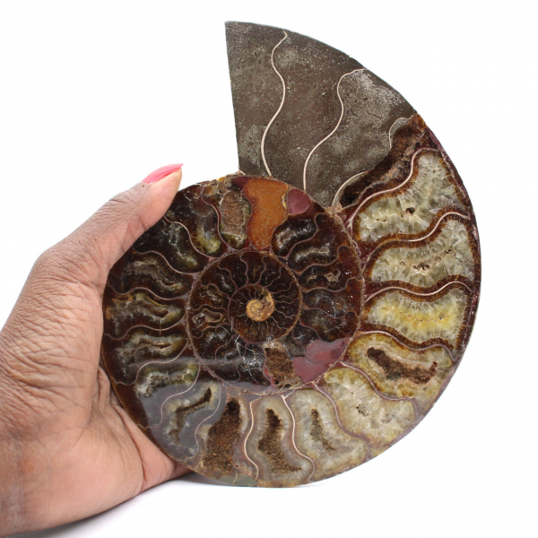 Ammonite Pièce de Collection Madagascar – Coupe Sciée