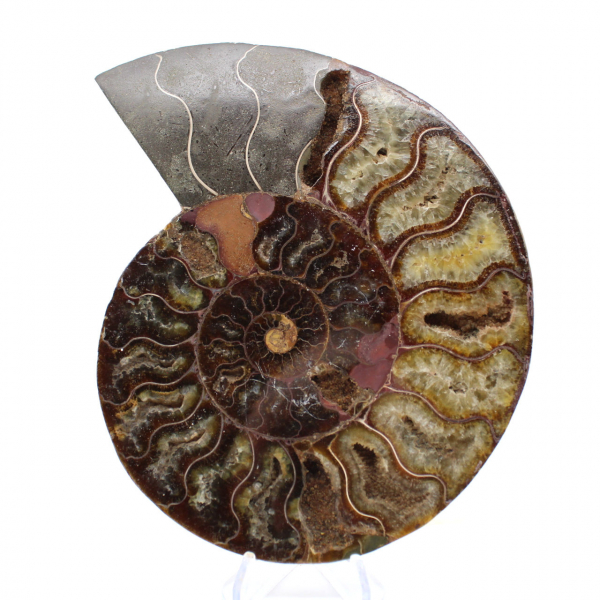 Ammonite Pièce de Collection Madagascar – Coupe Sciée