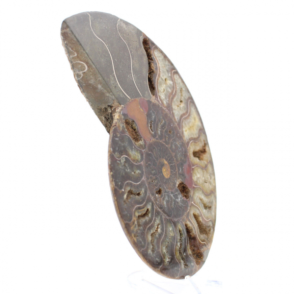 Ammonite Pièce de Collection Madagascar – Coupe Sciée