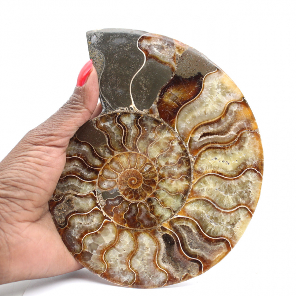 Ammonite Fossile Sciée Polie – Éclat Naturel de Madagascar