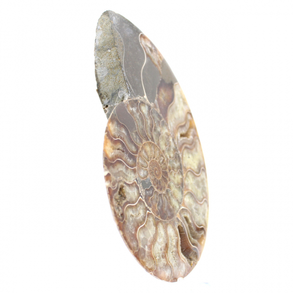Ammonite Fossile Sciée Polie – Éclat Naturel de Madagascar