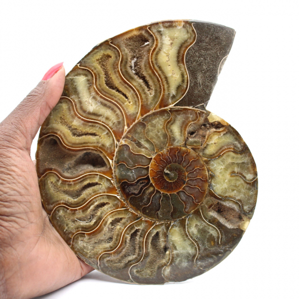 Ammonite Fossile Naturelle Polie – Décoration et Science