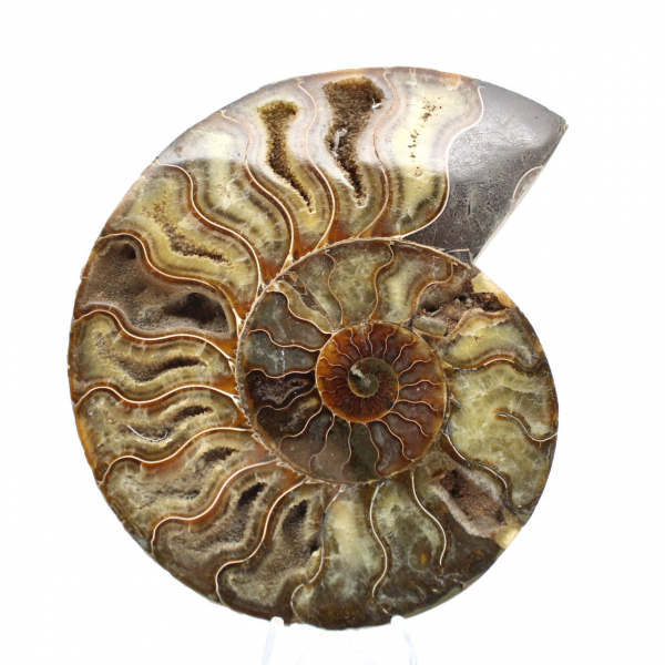 Ammonite Fossile Naturelle Polie – Décoration et Science