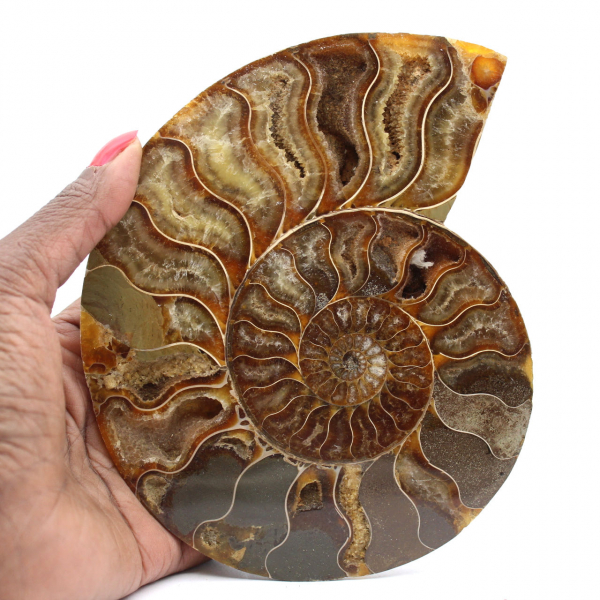 Ammonite Spécimen Polie de Madagascar – Élément de Décor