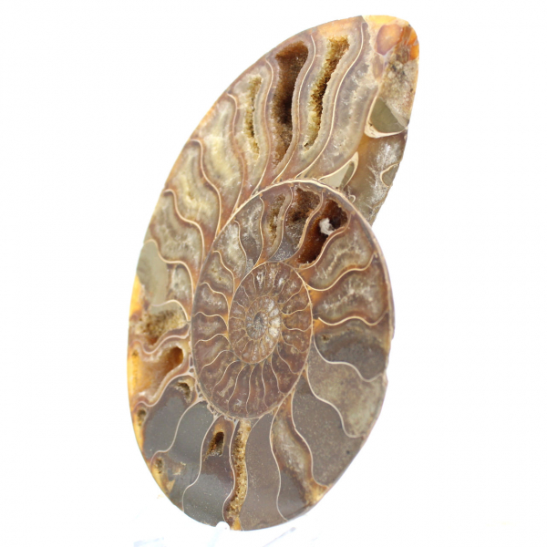 Ammonite Spécimen Polie de Madagascar – Élément de Décor