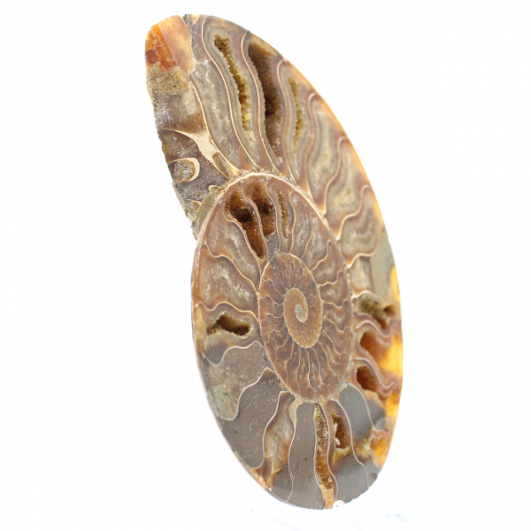 Ammonite Madagascar Collection – Relique Fossile Polie