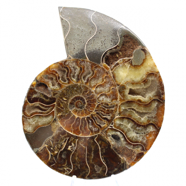 Ammonite Polie Idéale pour Décoration – Fossile Historique
