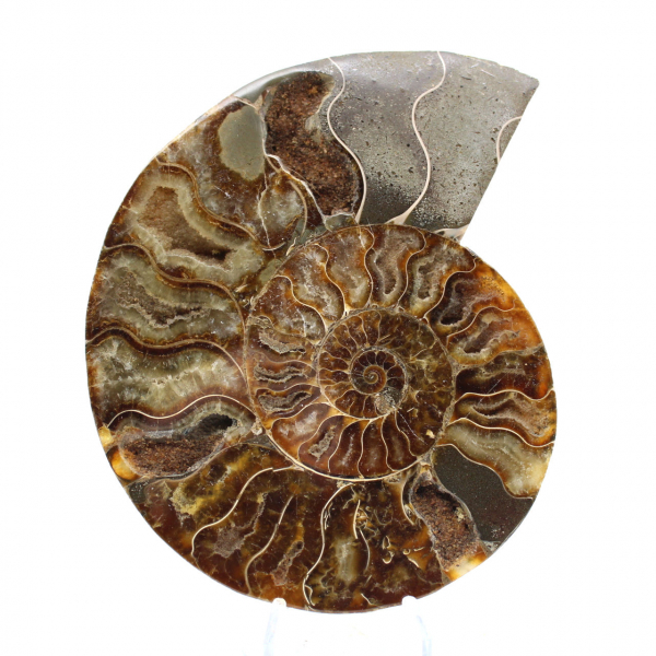Ammonite Fossile Polie – Authenticité et Harmonie Naturelle