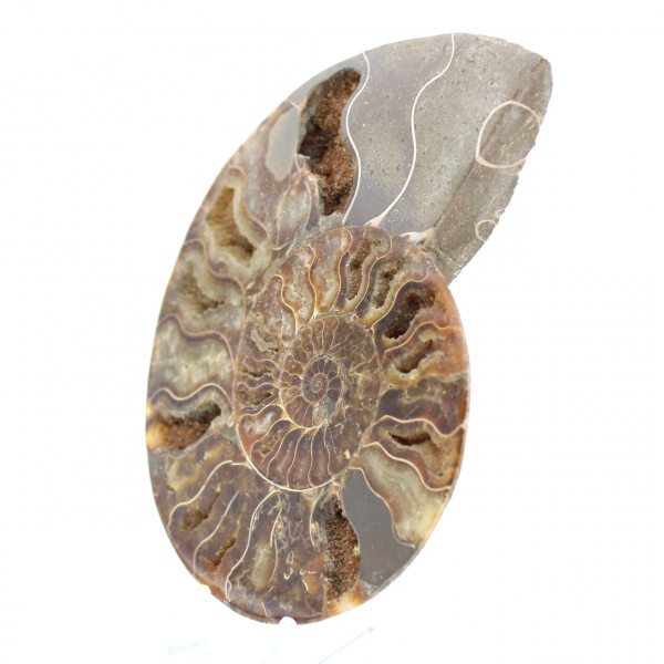 Ammonite Fossile Polie – Authenticité et Harmonie Naturelle