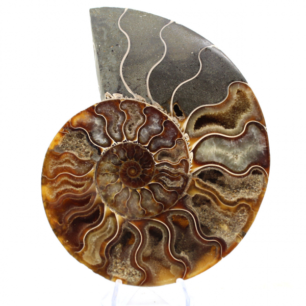 Ammonite Madagascar Petit Modèle Polie – Cadeau Scientifique